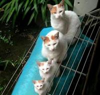マトリョーシカな猫