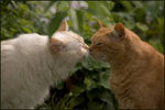 猫のキス