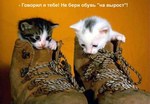 靴猫