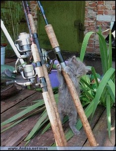 cat.jpg