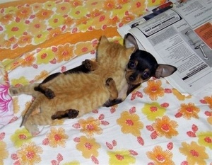 dogcat.jpg