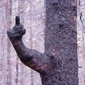 finger.jpg