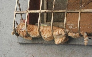 昼寝する猫