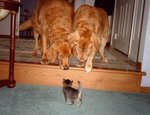 猫と犬