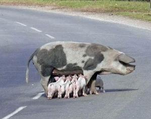 pig.jpg