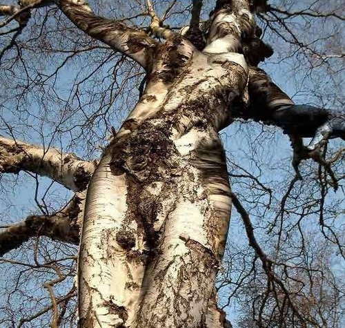 女性の体に見える木 いろんな画像 Various Photographs