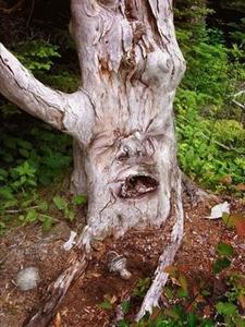 tree5.jpg